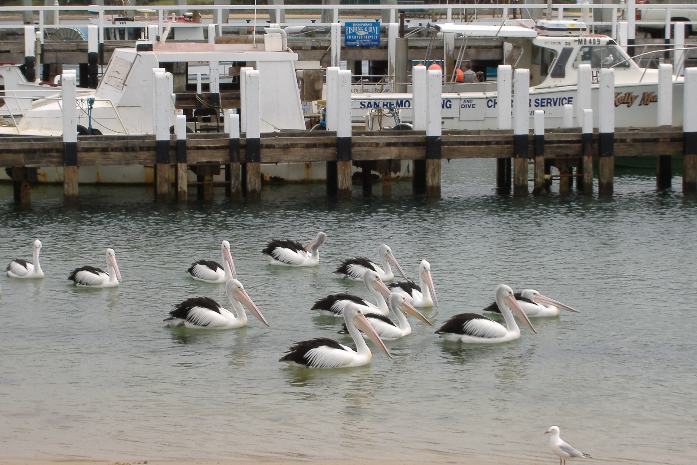 View the Pelicans
